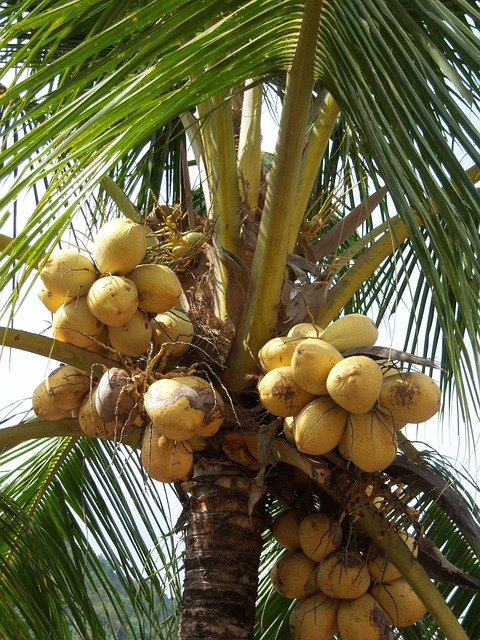 Kokosnüsse auf Jamaika