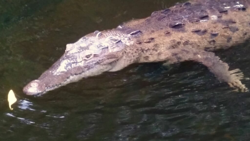 Black River Safari