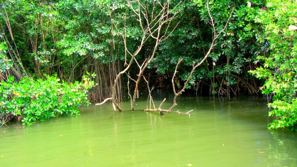 Black River Safari