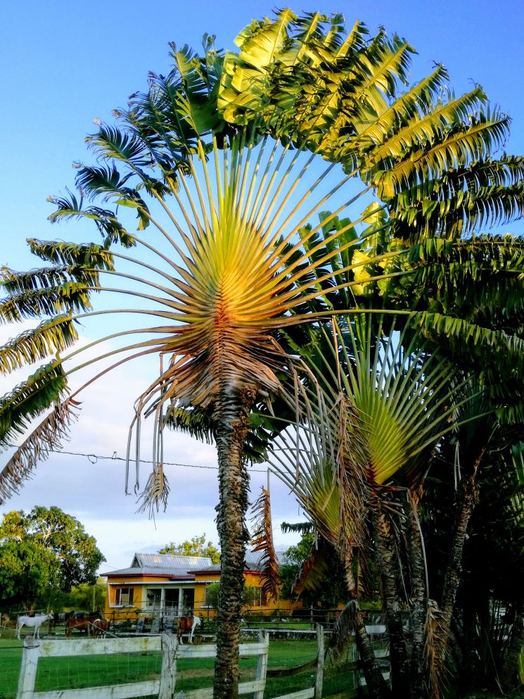 Palme Jamaika