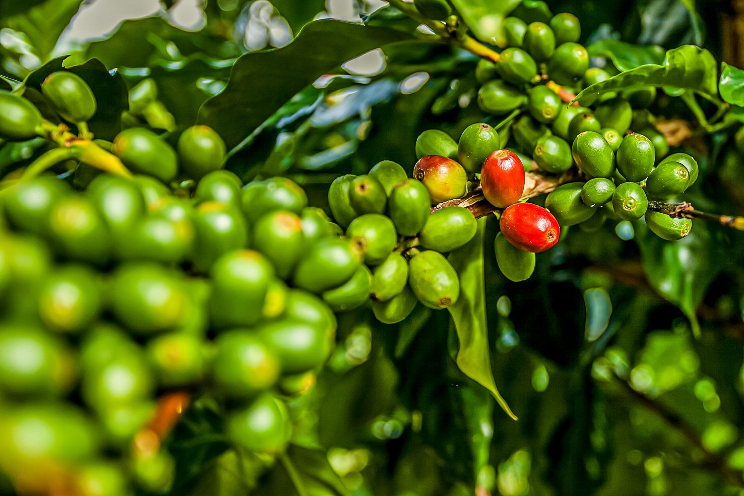 Blue Mountain Coffee